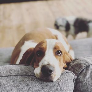 Meet your Posher, Molly